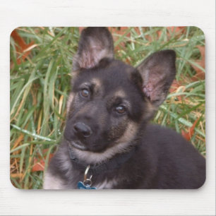 Duitse Muismat Shepherd Puppy