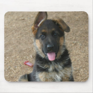 Duitse Muismat Shepherd Puppy