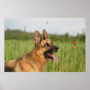 Duitse poster Shepherd Dog print