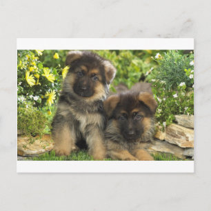 Duitse Puppies van schapen Briefkaart