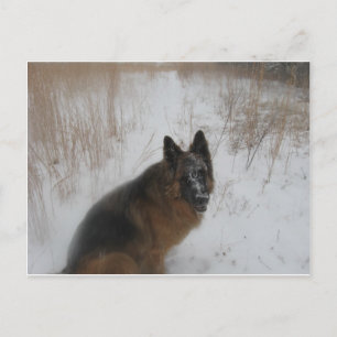 Duitse schaafhond in sneeuwstorm briefkaart
