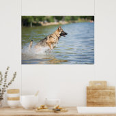 Duitse schaapherreepjes in water poster (Keuken)