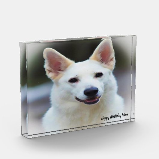 Duitse Shepard Dog. Fotoblokken (Links)