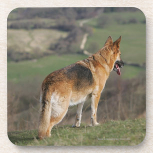 Duitse Shephard die naar beneden kijkt Bier Onderzetter