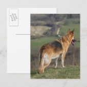 Duitse Shephard die naar beneden kijkt Briefkaart (Voorkant / Achterkant)