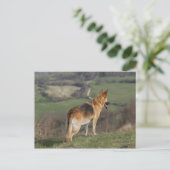 Duitse Shephard die naar beneden kijkt Briefkaart (Staand voorkant)