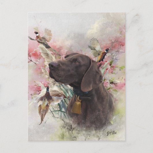 Duitse shorthaired pointer briefkaart (Voorkant)