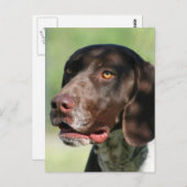 Duitse Shorthaired Pointer Briefkaart (Voorkant / Achterkant)