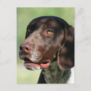 Duitse Shorthaired Pointer Briefkaart
