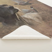 Duitse Shorthaired Pointer, Deutsch Kurzhaar Sherpa Deken (3/4)