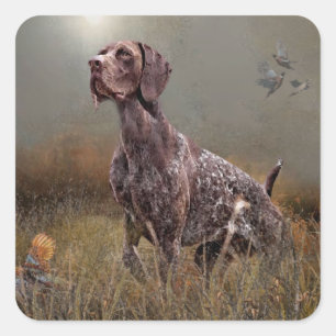 Duitse Shorthaired Pointer, Deutsch Kurzhaar Tapes Vierkante Sticker