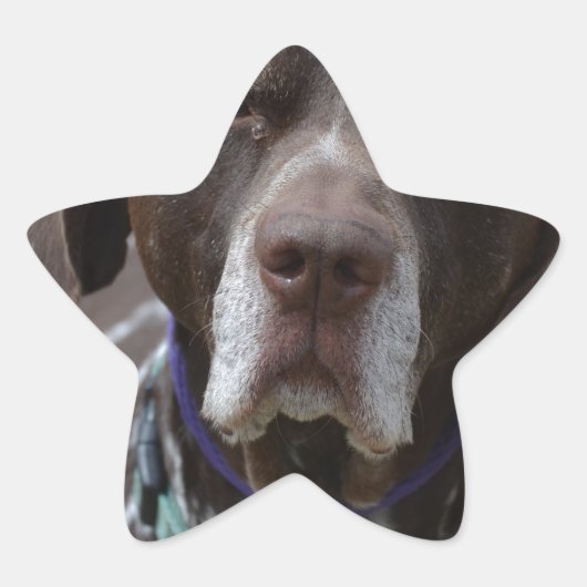 Duitse Shorthaired Pointer Dog Ster Sticker (Voorkant)