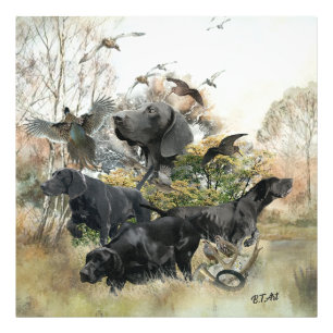 Duitse Shorthaired pointer Foto Afdruk