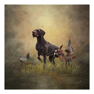 Duitse Shorthaired Pointer Foto Afdruk