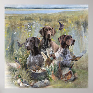 Duitse Shorthaired Pointer Poster