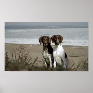 Duitse Shorthaired Pointer print