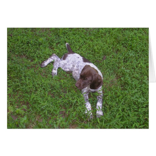 Duitse Shorthaired Pointer Puppy in Grass (Voorkant Horizontaal)