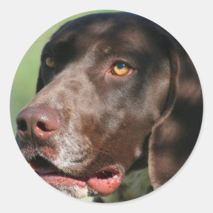 Duitse Shorthaired Pointer Ronde Sticker