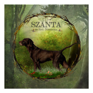 Duitse Shorthaired Pointer,SZANTA van Nemrod's Perfect Poster