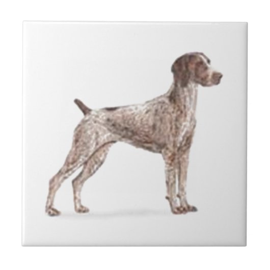 Duitse Shorthaired Pointer Tegeltje (Voorkant)