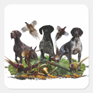 Duitse Shorthaired Pointer Vierkante Sticker