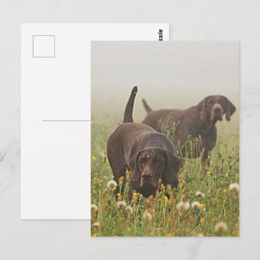 Duitse Shorthaired Pointers Briefkaart (Voorkant / Achterkant)