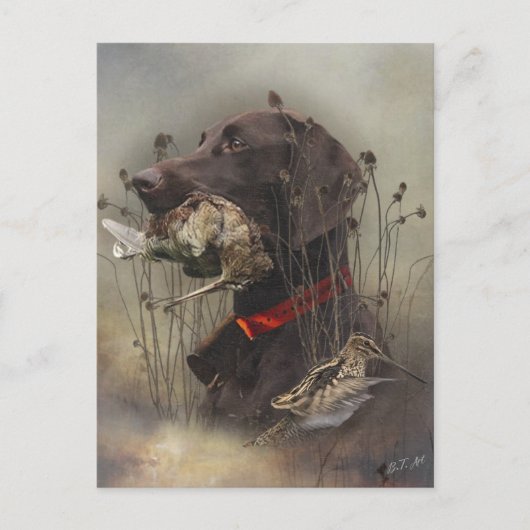 Duitse Shorthaired Pointers Briefkaart (Voorkant)