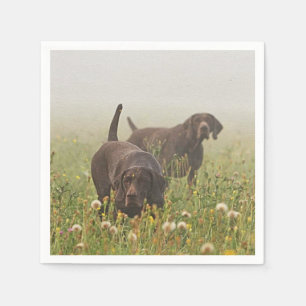 Duitse Shorthaired Pointers Servet