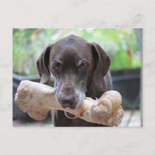 Duitse shorthared pointer met been briefkaart