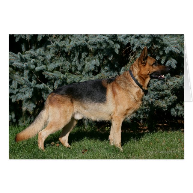 Duitse Show Shepherd (Voorkant Horizontaal)