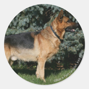 Duitse Show Shepherd Ronde Sticker