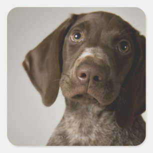 Duitse snorppuppy vierkante sticker