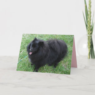 Duitse Spitz Lieve Zwarte Pomeranian honden Kaart