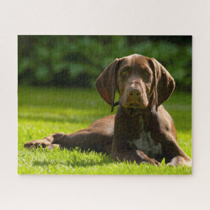 Duitse Staande Hond. Legpuzzel