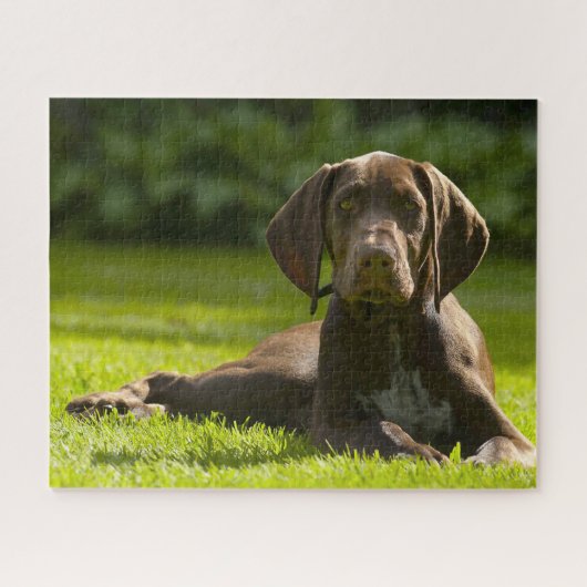 Duitse Staande Hond. Legpuzzel (Horizontaal)