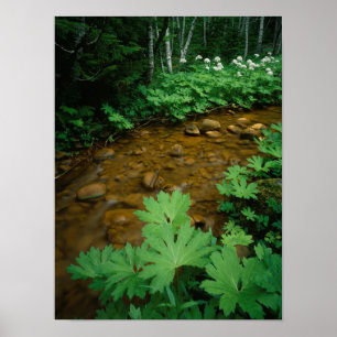 Duivelsclub langs een stroom in Mt. Rainier Poster