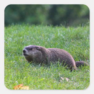 Duivelsgat-graver Vierkante Sticker