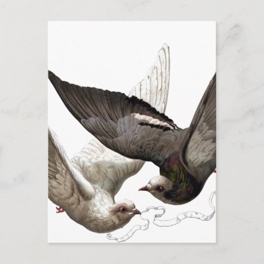  duiven briefkaart (Voorkant)