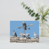 duiven briefkaart (Staand voorkant)
