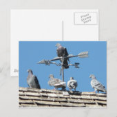 duiven briefkaart (Voorkant / Achterkant)