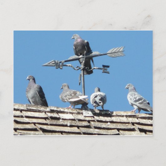 duiven briefkaart (Voorkant)