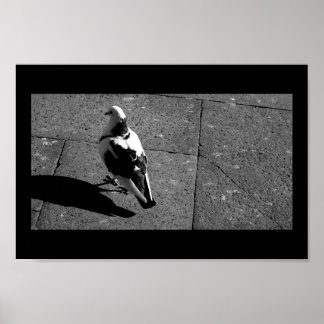 duiven in Venetië Poster