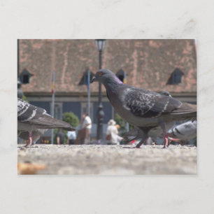 Duiven - lopen in de stad briefkaart