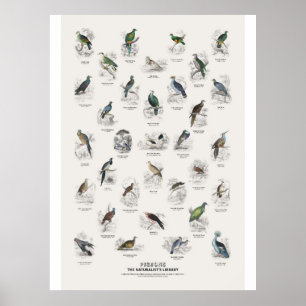 Duiven - Naturalist's Library Poster