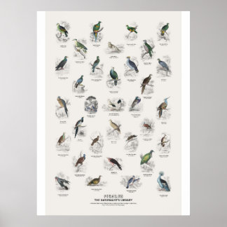 Duiven - Naturalist's Library Poster