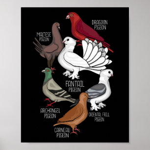 Duivenrassen Koningsduivenliefhebber Mannen Duiven Poster