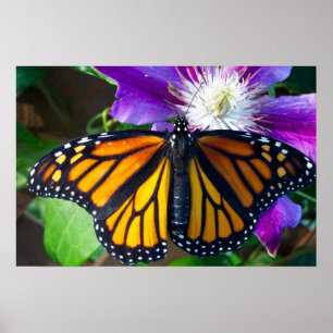 Duizelend Poster van Butterfly