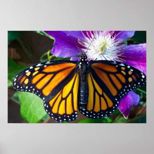 Duizelend Poster van Butterfly (Voorkant)