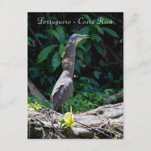 Duizelige tijgermaan in Tortuguero Briefkaart