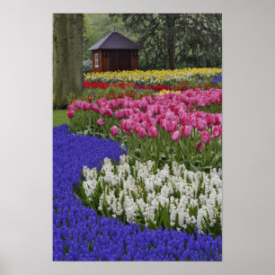 Duizeltuin van druivesuiker, hyacinth en tulpen, poster